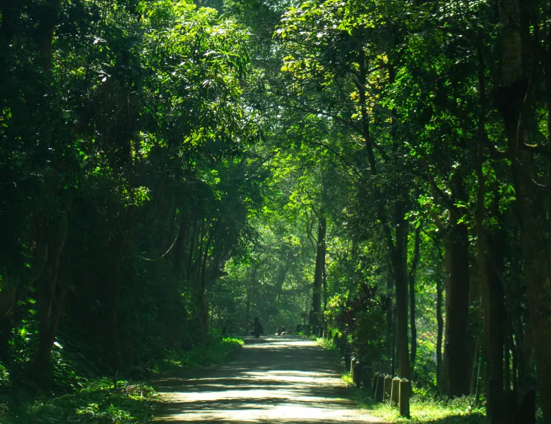A path surrounded by trees