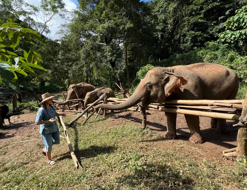 Michaela Feeding The Elephants